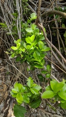 Schaefferia frutescens