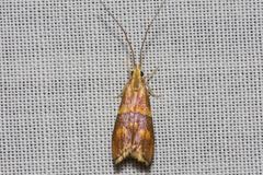 Crocanthes zonodesma