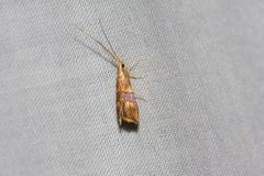 Crocanthes zonodesma