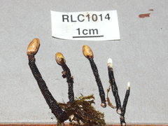 Xylaria comosa