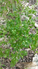 Schaefferia frutescens