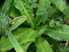 Eryngium foetidum