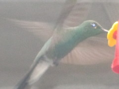 Chalybura buffonii