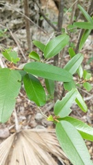 Capparis cynophallophora