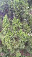 Juniperus chinensis