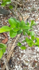 Schaefferia frutescens