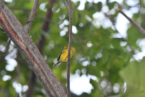 Vitelline Warbler (Setophaga vitellina), photo 8
