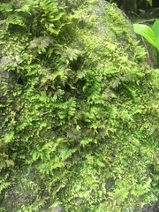 Thuidium cymbifolium