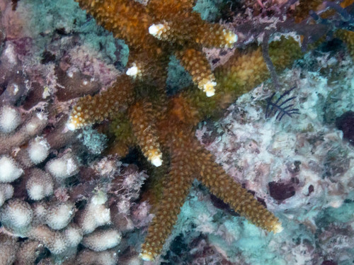 Photo of Staghorn coral (Acropora cervicornis)
