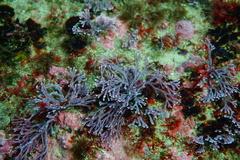 Amphiroa anceps