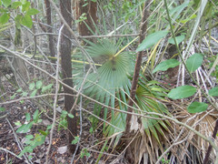 Coccothrinax proctorii
