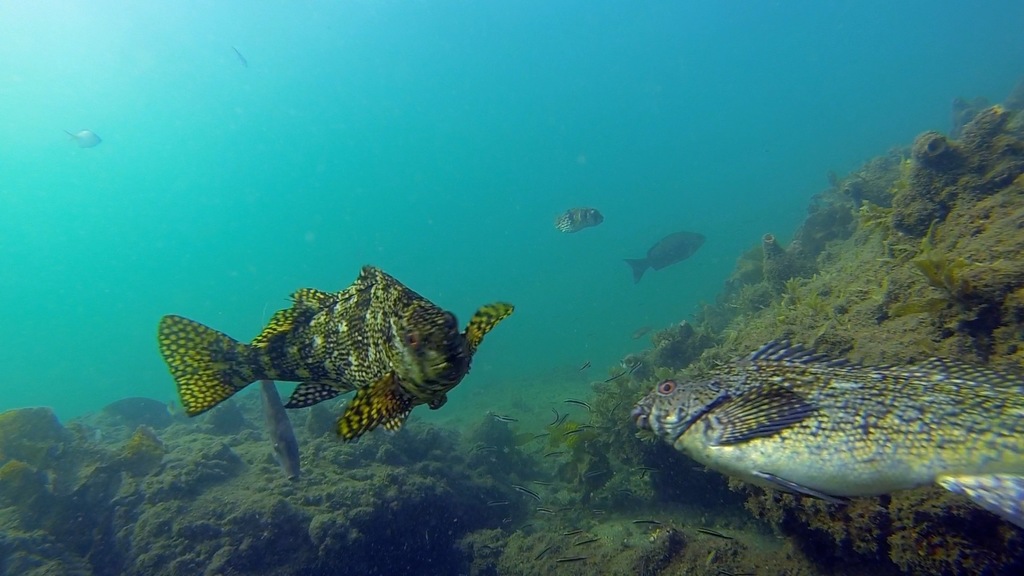 Rock cale (Aplodactylus lophodon) — Aplodactylidae