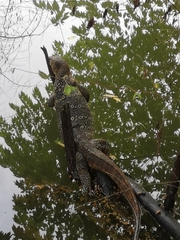 Varanus salvator macromaculatus