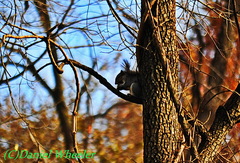 Sciurus carolinensis