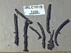 Xylaria multiplex