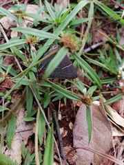 Parrhasius moctezuma