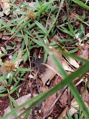 Parrhasius moctezuma