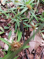 Parrhasius moctezuma