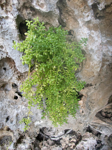 Pilea microphylla