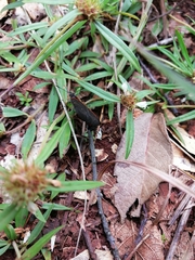 Parrhasius moctezuma