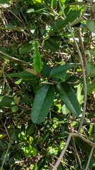 Capparis cynophallophora