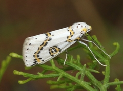 Philtraea elegantaria