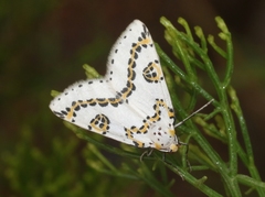 Philtraea elegantaria