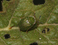 Gratiana spadicea
