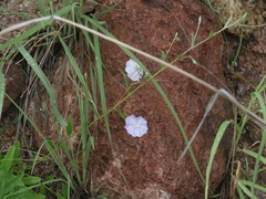 Evolvulus arizonicus