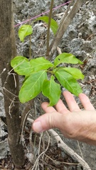 Citharexylum spinosum