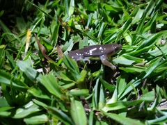 Elachistocleis bicolor