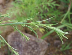 Baccharis thesioides