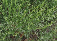 Baccharis thesioides