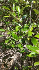 Capparis cynophallophora