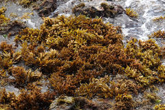 Sargassum aquifolium