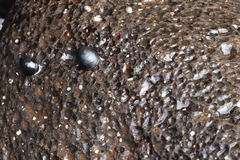 Nerita picea