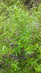 Turnera triglandulosa