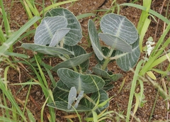 Asclepias nummularia