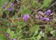 Desmodium cinerascens