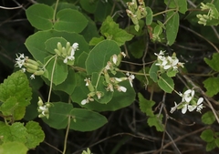 Guardiola platyphylla