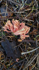 Ramaria cyaneigranosa