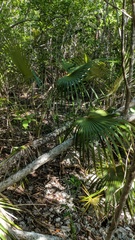 Coccothrinax proctorii