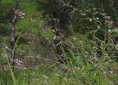 Desmodium cinerascens