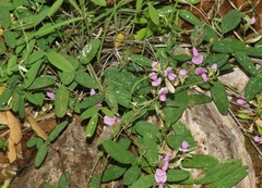 Galactia wrightii