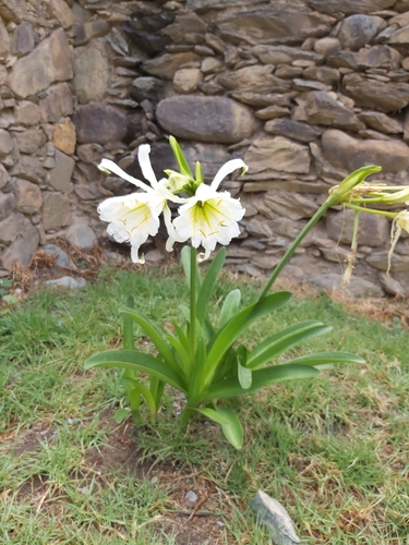 Ismene hawkesii, photograph 3