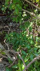 Trichostigma octandrum