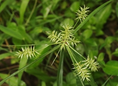 Cyperus pallidicolor