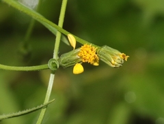 Bidens leptocephala