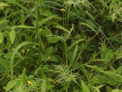 Bidens leptocephala