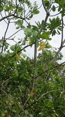 Ipomoea violacea